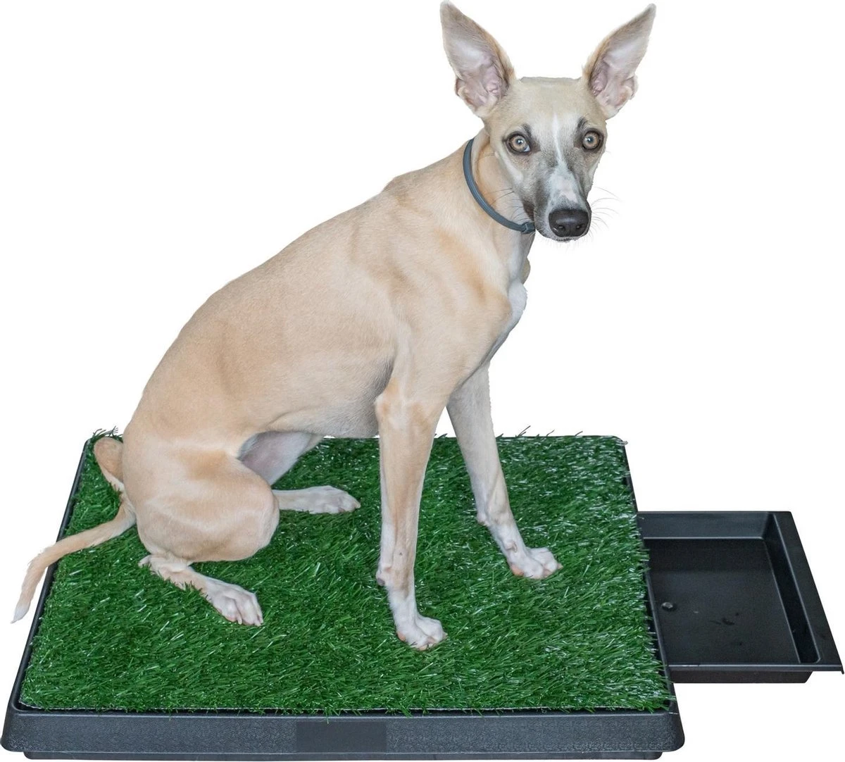 Adori Trainingsmat Gras - Hondentoilet - 50x63 Cm Multi-Color - Afbeelding 4