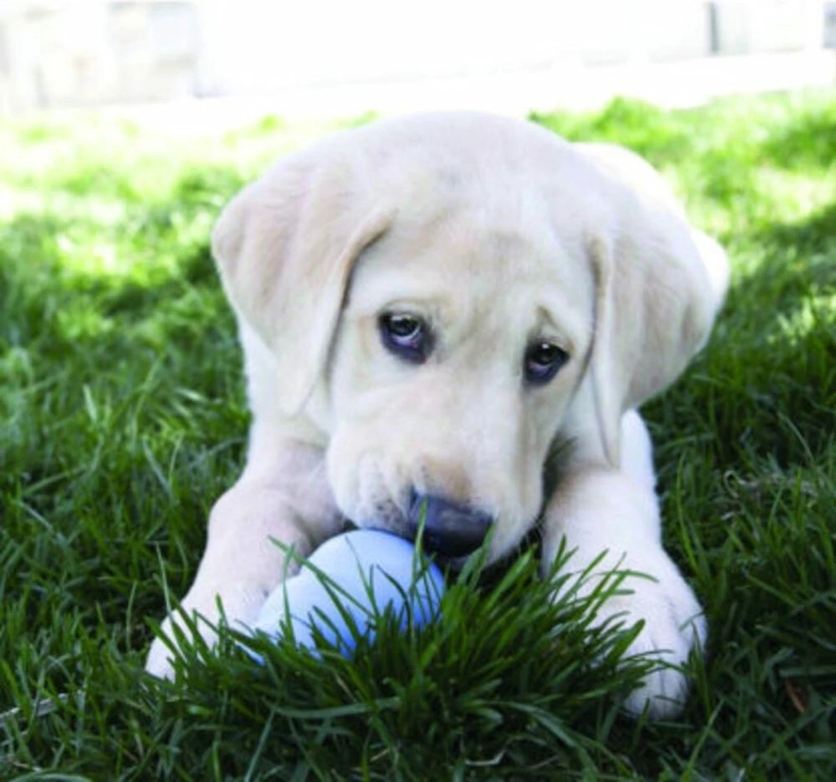 Kong Stuff 'N Snacks Puppy Hondensnack - Kip&Rijst - L - Afbeelding 4