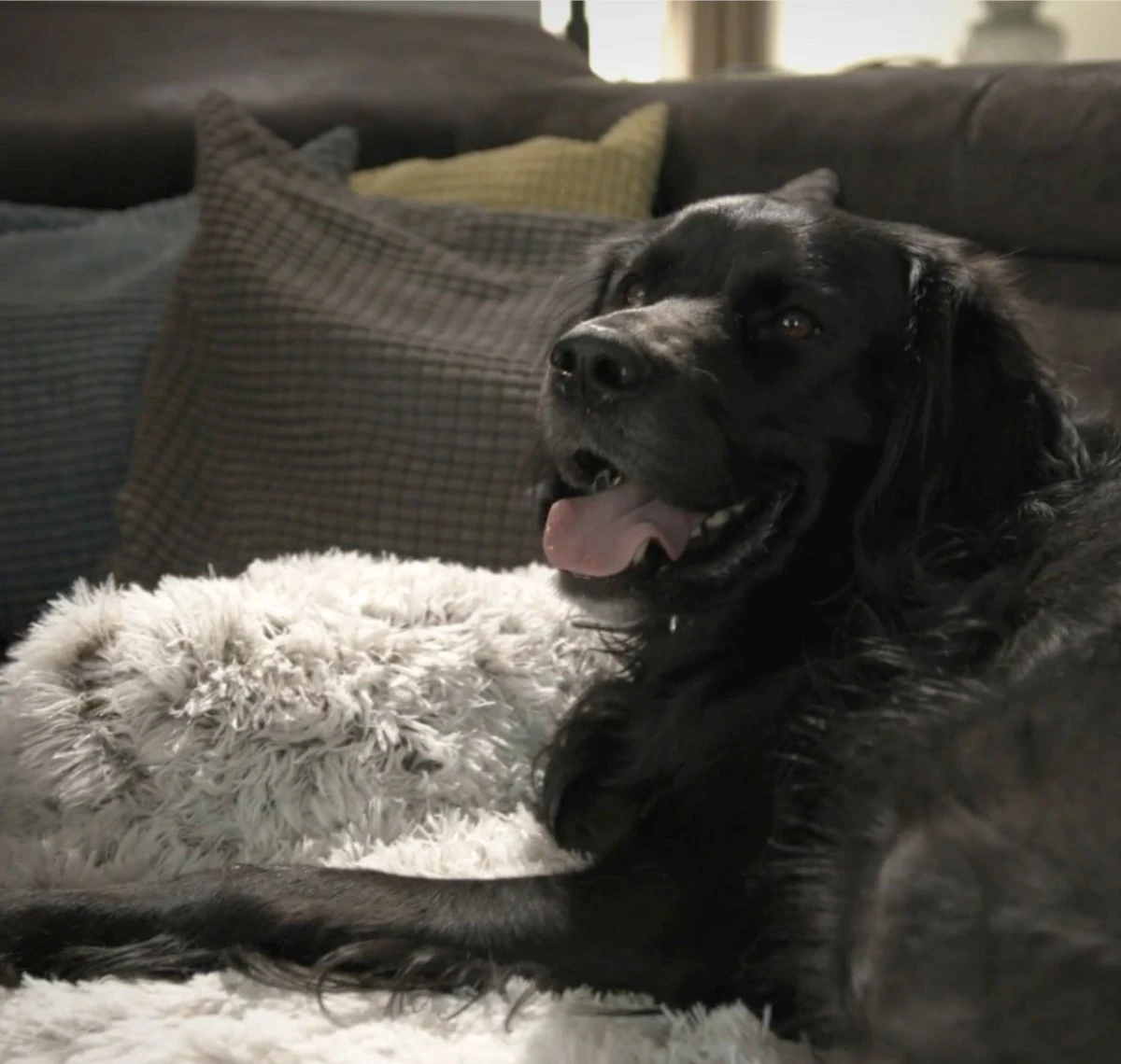 Quzi Hondenkussen Voor Bank - Fluffy Hondendeken - Bankbescherming Hond - 85x85cm - Afneembare Hoes - Afbeelding 6