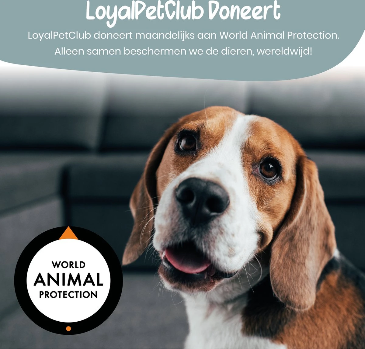 Loyalpetclub® Professionele 2-in-1 Hondentondeuse Voor Dikke Vacht – Draadloze Honden Tondeuse & Hondentrimmer – Stille Tondeuse Katten & Honden Trimset - Inclusief Opbergtasje - Afbeelding 9