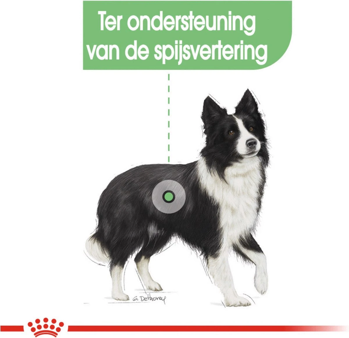 Royal Canin Digestive Care Medium - Hondenvoer - 12 Kg - Afbeelding 6