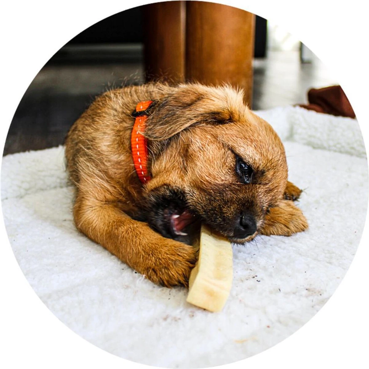 RENSKE | Renske Chhurpi Kauwkluif - Afbeelding 3