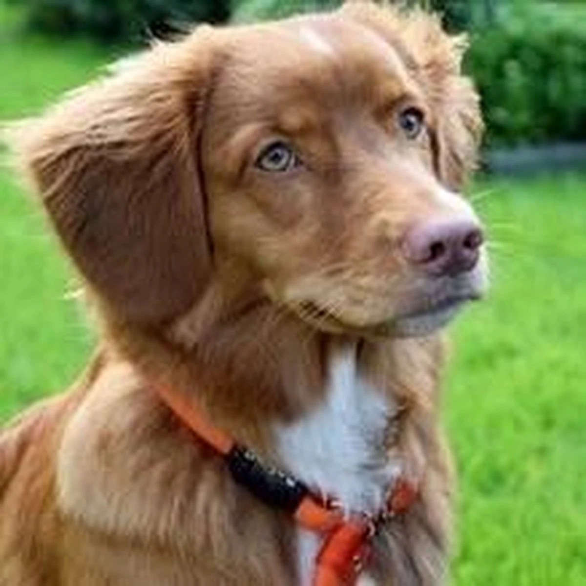 Rebel Petz - Honden Trainingslijn Met Halsband - Taupe, Zwart, Groen & Oranje - Maat Small Of Large - Kleur: Taupe, Maat: Large - Afbeelding 5