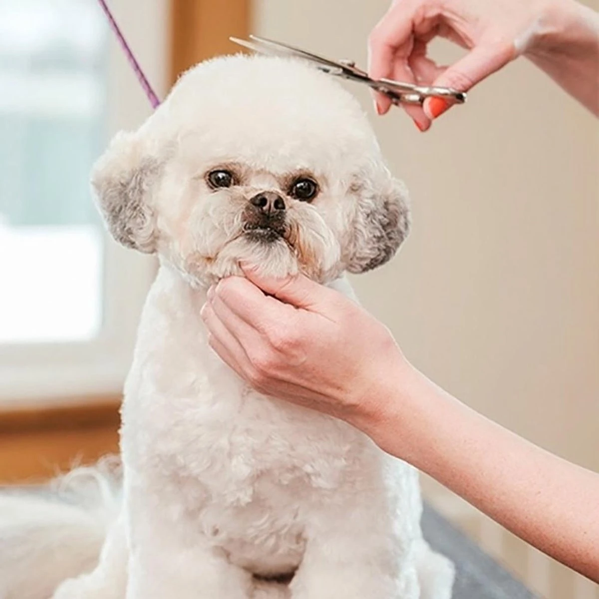 Merkloos Premium Gebogen Trimschaar Honden - Huisdier Trimmen - Hoofd, Poten Ogen & Oren - Kat & Hond Knippen - Veilige Schaar - Afbeelding 4
