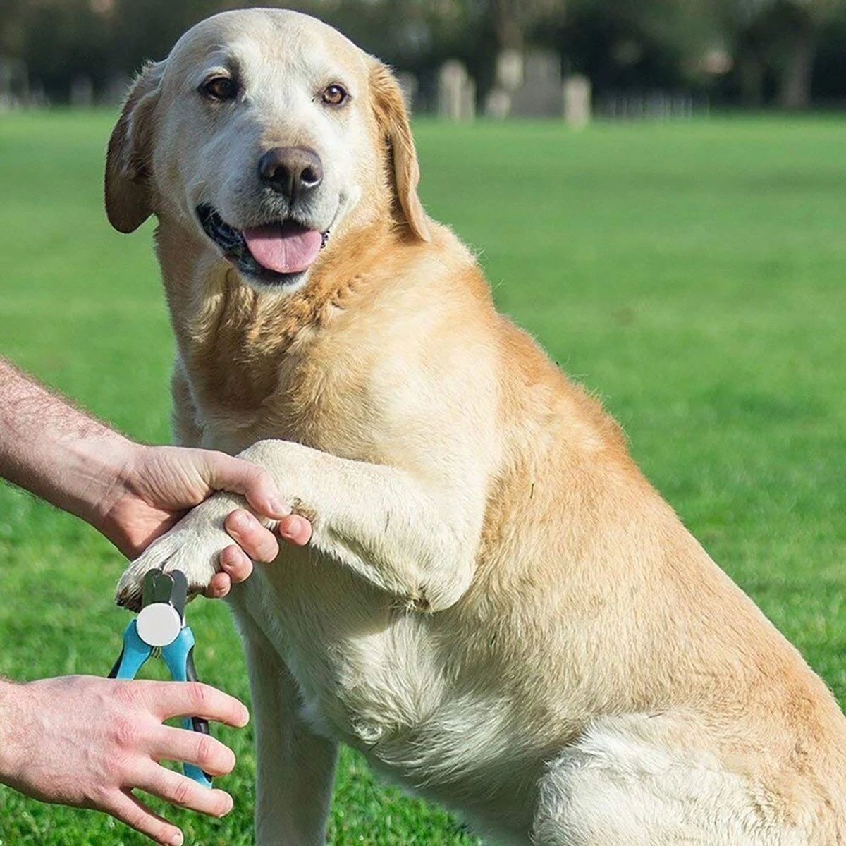 WVspecials® Professionele Dieren Nagelschaar Met Led Licht - Dieren Nagelschaar - Nagelschaar Hond - Honden Nagelknipper - Hondennagels - Honden Knip Schaar - Nageltang - Met LED Licht, Veiligheidsstop En Nagelvijl - Black Friday - Sinterklaas - Afbeelding 3