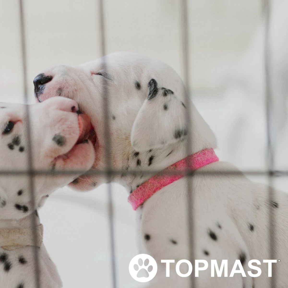 Topmast Puppyren Uitvouwbaar - Zwart - 560 Cm Omtrek - 60 Cm Hoog - Opvouwbaar XL - Hondenren - Afbeelding 4