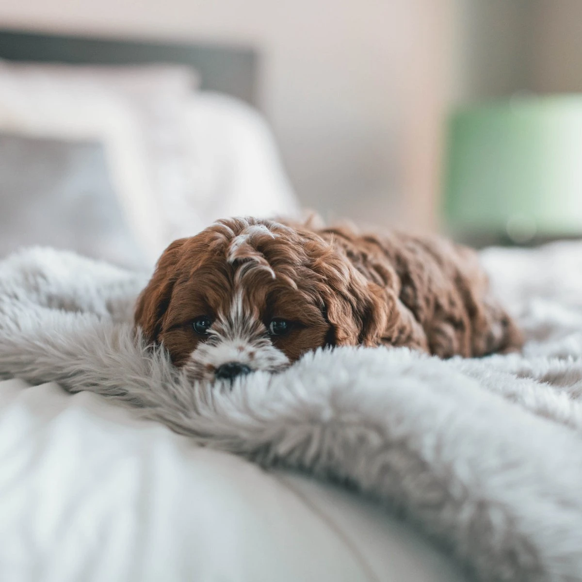 Fluffy Blanket - Pluche Hondendeken - 120 X 100 CM - Grijs - Voor De Auto Of Bank - Fleece - Afbeelding 6