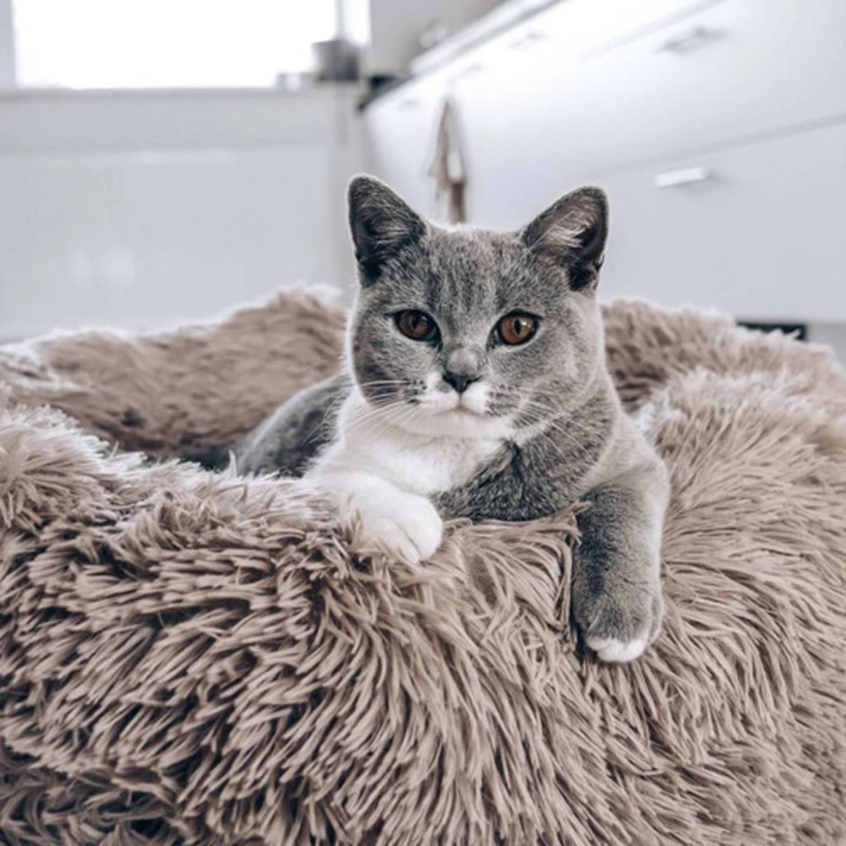 District 70 FUZZ - Hondenmand Comfortabel En Zacht Pluche - Zand, Oudroze, Donkergrijs En Lichtgrijs In S/M/L/XL - Maat: Large, Kleur: Zand - Afbeelding 7