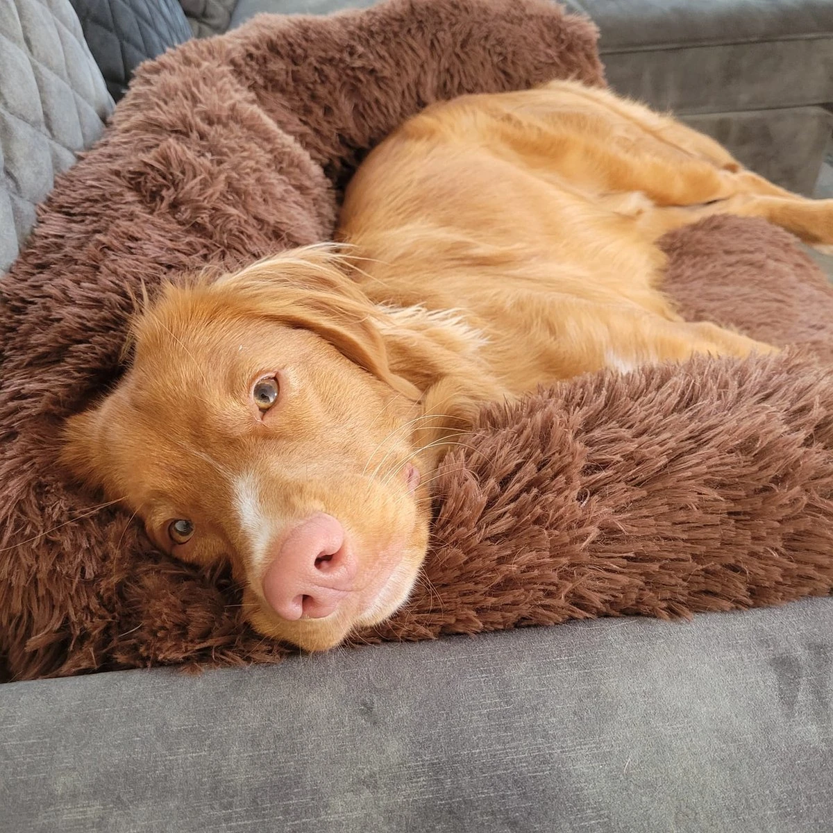 Origineel Hondendeken Voor Bank– Hondenkleed Fluffy – Pluche Hondenbed - Hondenmand Premium - Volledig Afritsbaar - Afbeelding 7