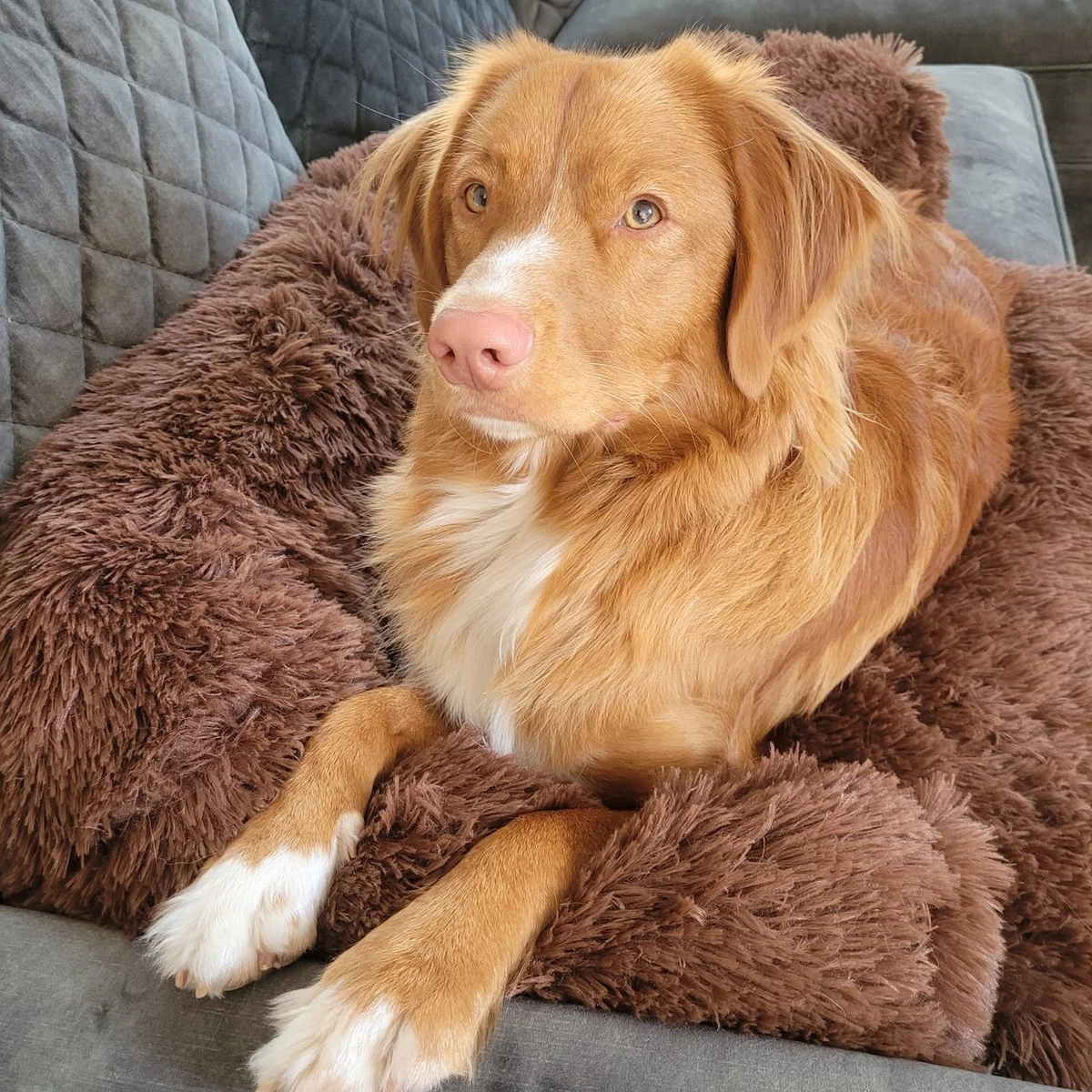 Origineel Hondendeken Voor Bank– Hondenkleed Fluffy – Pluche Hondenbed - Hondenmand Premium - Volledig Afritsbaar - Afbeelding 9