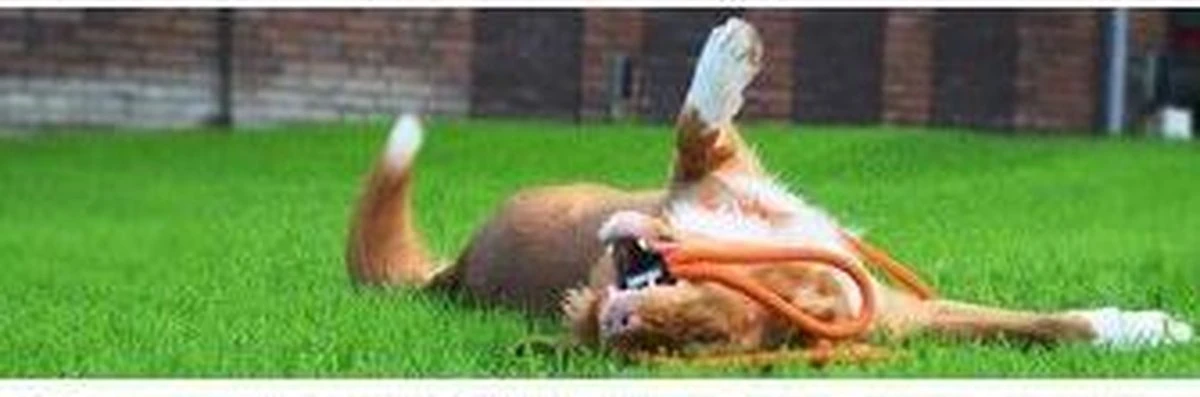 Rebel Petz - Honden Trainingslijn Met Halsband - Taupe, Zwart, Groen & Oranje - Maat Small Of Large - Kleur: Taupe, Maat: Large - Afbeelding 10