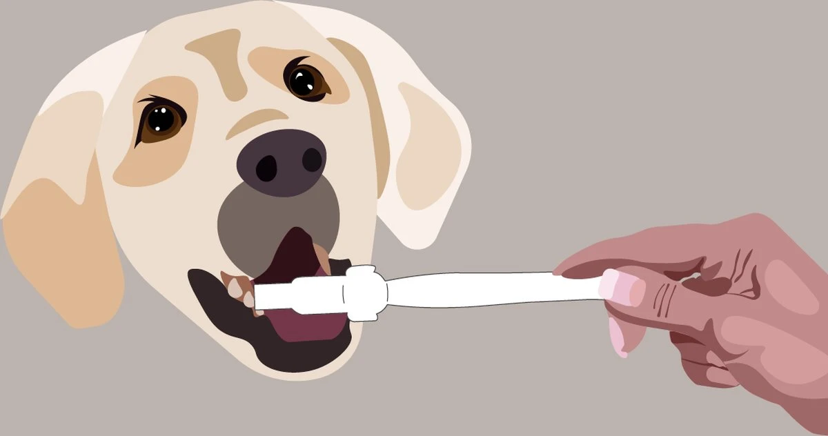 Aedogz Tandsteen Verwijder Spons Hond & Kat - Verwijdert Tandsteen, Aanslag En Vlekken - Verfrist De Adem Voorkomt Tandvleesproblemen. - Afbeelding 3