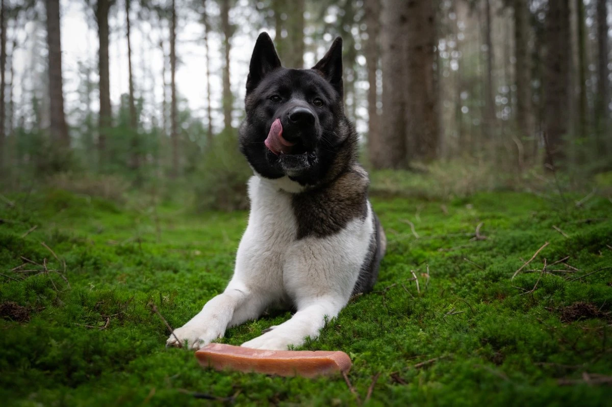 The Original Himalayan Yak Kauwbot Large Puur Fit - Afbeelding 4