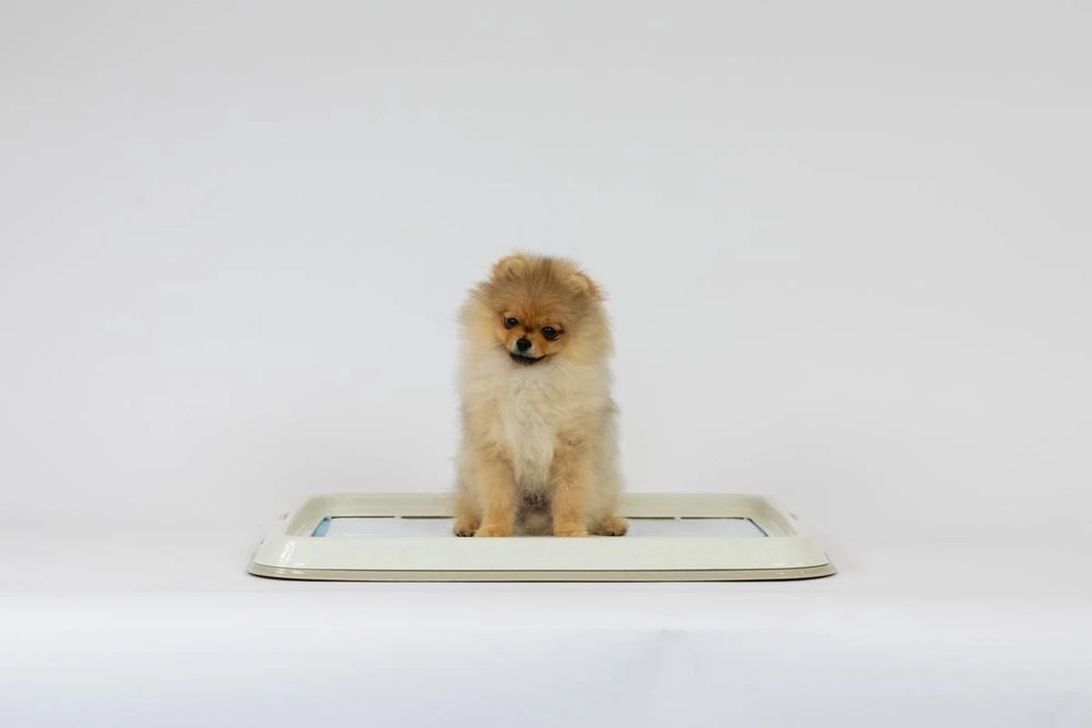 Easypets Puppy Training Pads - Zindelijkheidstraining - Hondentoilet - 60 X 60 Cm - 250 Stuks - INCL. PADHOUDER - Afbeelding 2