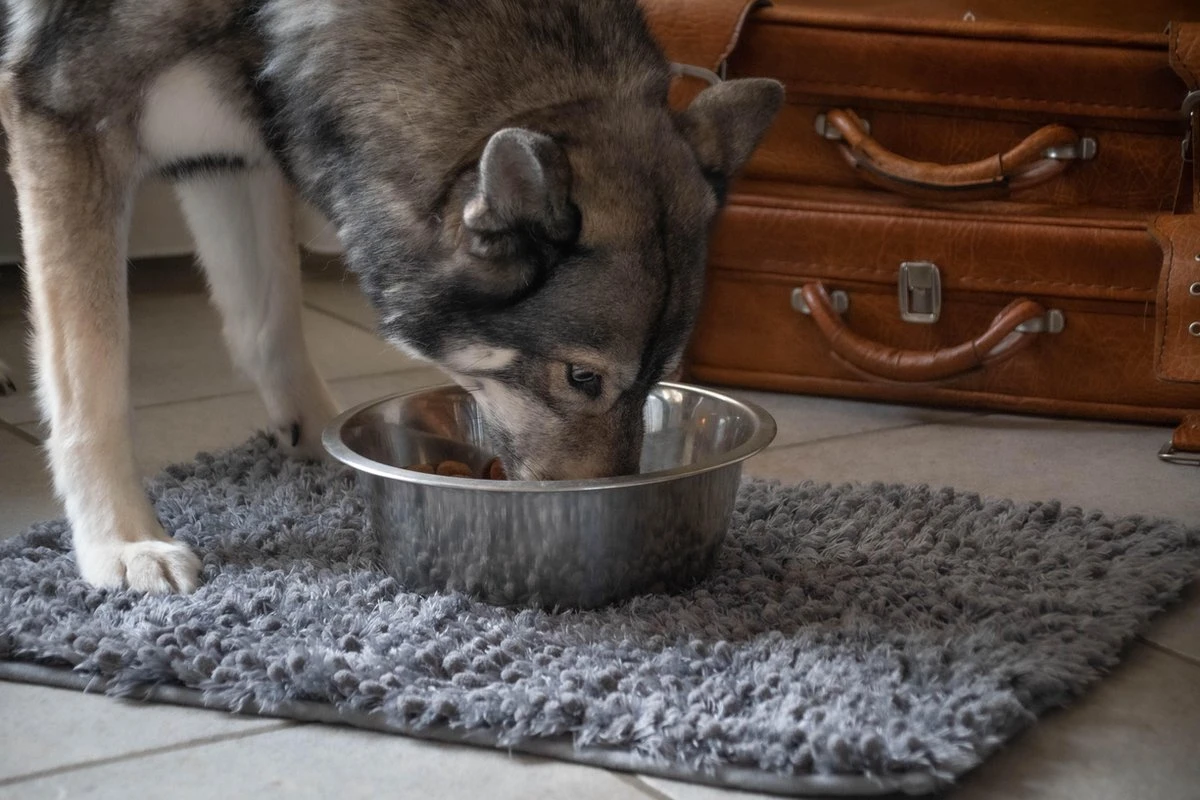 Royal Dry Absorberende Anti-knoeimat Voor Honden – Trekt Vuil Als Een Spons – Laat Geen Vocht Door – 61x45 Cm – Microfiber Chenille – Geschikt Voor Honden En Overige Huisdieren - Afbeelding 4