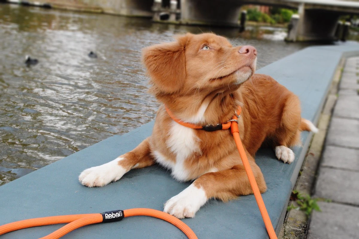 Rebel Petz - Honden Trainingslijn Met Halsband - Taupe, Zwart, Groen & Oranje - Maat Small Of Large - Kleur: Taupe, Maat: Large - Afbeelding 13