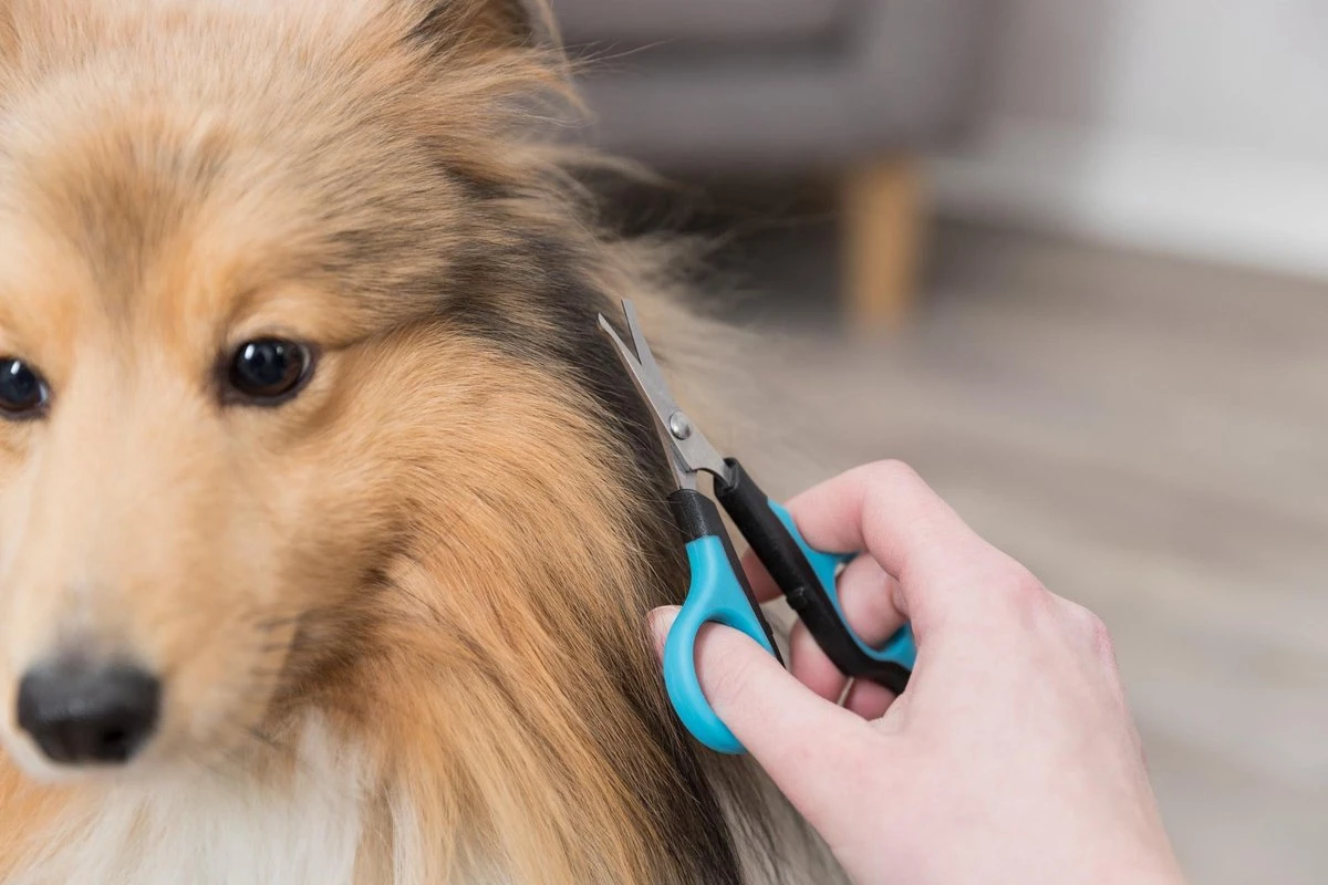 Trixie Gezicht- En Potenschaar Kunststof / Rvs 8 Cm - Afbeelding 5