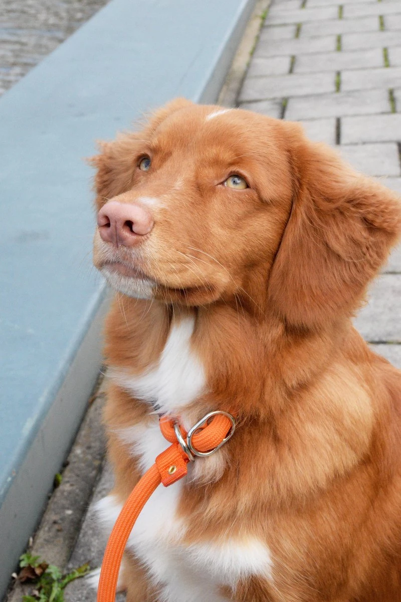 Rebel Petz - Honden Trainingslijn Met Halsband - Taupe, Zwart, Groen & Oranje - Maat Small Of Large - Kleur: Taupe, Maat: Large - Afbeelding 12