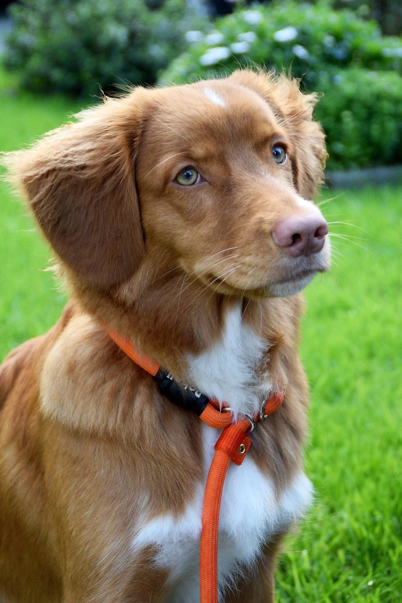 Rebel Petz - Honden Trainingslijn Met Halsband - Taupe, Zwart, Groen & Oranje - Maat Small Of Large - Kleur: Taupe, Maat: Large - Afbeelding 14