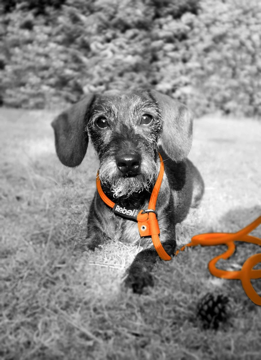 Rebel Petz - Honden Trainingslijn Met Halsband - Taupe, Zwart, Groen & Oranje - Maat Small Of Large - Kleur: Taupe, Maat: Large - Afbeelding 15